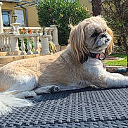 Stella a rejoint le concours — aidez-le/la à gagner de superbes lots ! dog, outdoor, table, sunlight, garden, tree, house, shutters, collar, pet, relaxing, fluffy, canine, fur, nature, daytime, backyard, resting, summer, animal