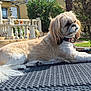 dog, outdoor, table, sunlight, garden, tree, house, shutters, collar, pet, relaxing, fluffy, canine, fur, nature, daytime, backyard, resting, summer, animal