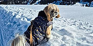 Stella a rejoint le concours — aidez-le/la à gagner de superbes lots ! dog, snow, mountains, winter_clothing, leash, snow_boots, outdoor, blue_sky, cold_weather, pet, walking, nature, scenic, fur, canine, forest, sunny, daytime, animal, vacation