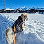 dog, snow, mountains, winter_clothing, leash, snow_boots, outdoor, blue_sky, cold_weather, pet, walking, nature, scenic, fur, canine, forest, sunny, daytime, animal, vacation