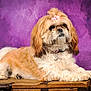Stella participe au concours pour gagner de l'argent avec cette photo : dog, fluffy, bow, portrait, purple_background, wooden_chest, pet, cute, fur, animal, studio, posing, collar, indoor, furry, small_dog, relaxed, side_view, brown_and_white, decorative