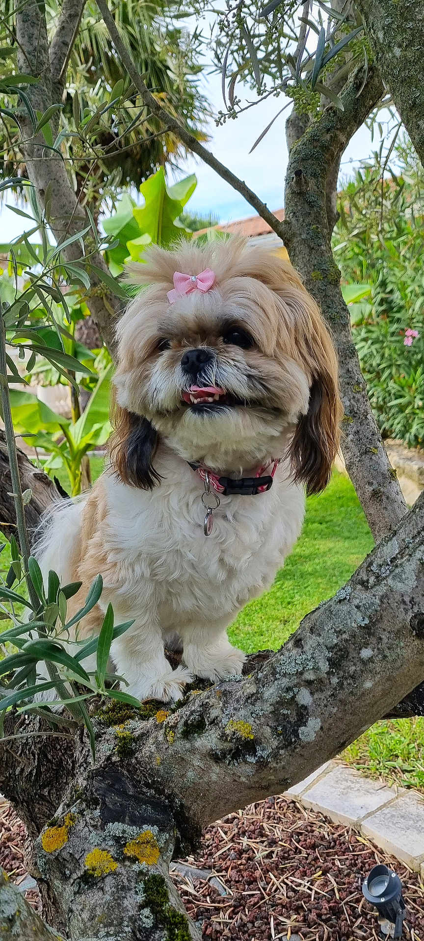Stella
