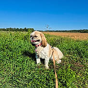 Stella a rejoint le concours — aidez-le/la à gagner de superbes lots ! animal, blue_sky, canine, cute, daytime, dog, field, fur, grass, greenery, happy, harness, landscape, leash, nature, outdoor, pet, sky, small_dog, sunny