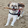 dog, beach, sand, stick, running, happy, fluffy, pet, outdoor, animal, leaping, playful, canine, fur, harness, excited, nature, active, daytime, energetic