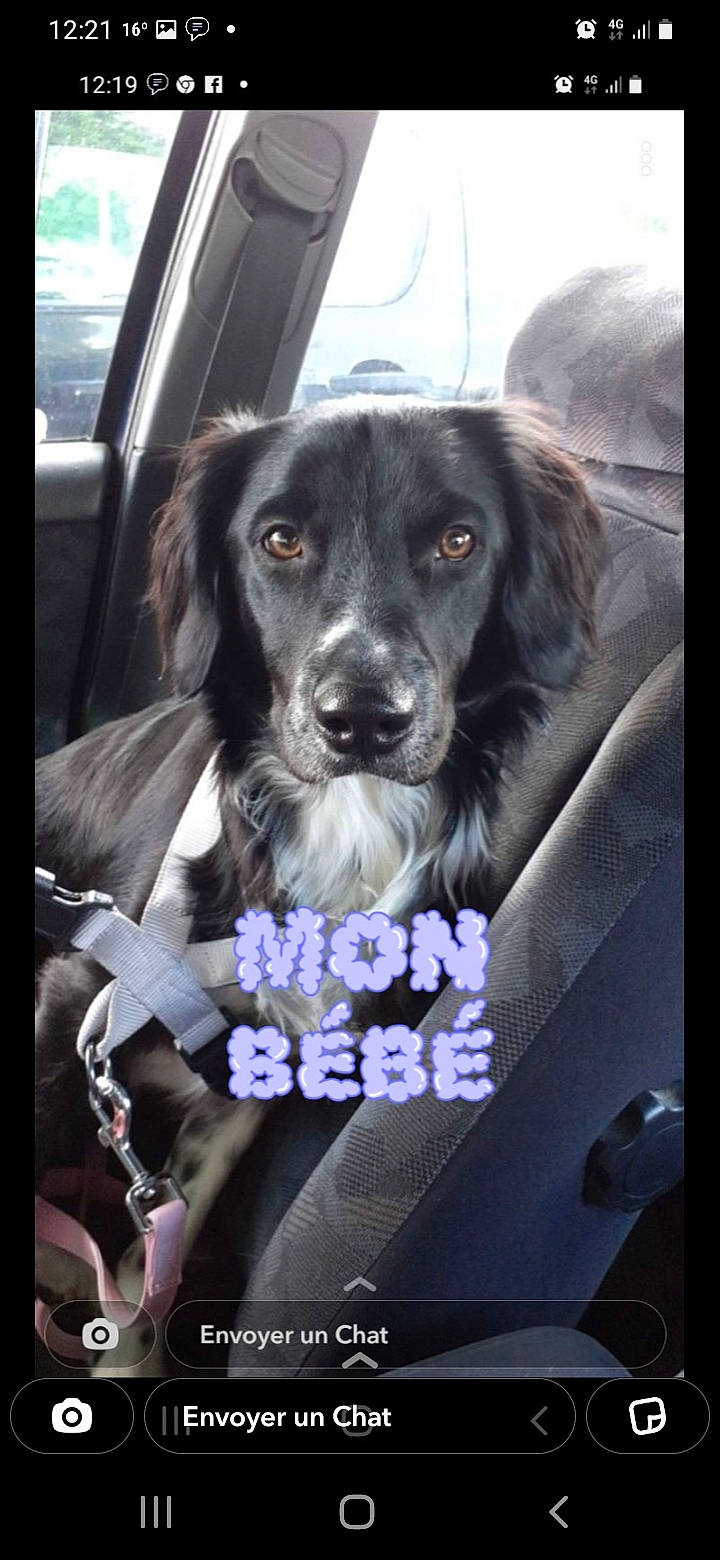 Saya a rejoint le concours — aidez-le/la à gagner de superbes lots ! auto_part, automotive_exterior, canidae, car_seat, car_seat_cover, carnivore, companion_dog, dog, dog_breed, electric_blue, family_car, fur, luxury_vehicle, motor_vehicle, snout, sporting_group, steering_wheel, vehicle_door, whiskers, windshield