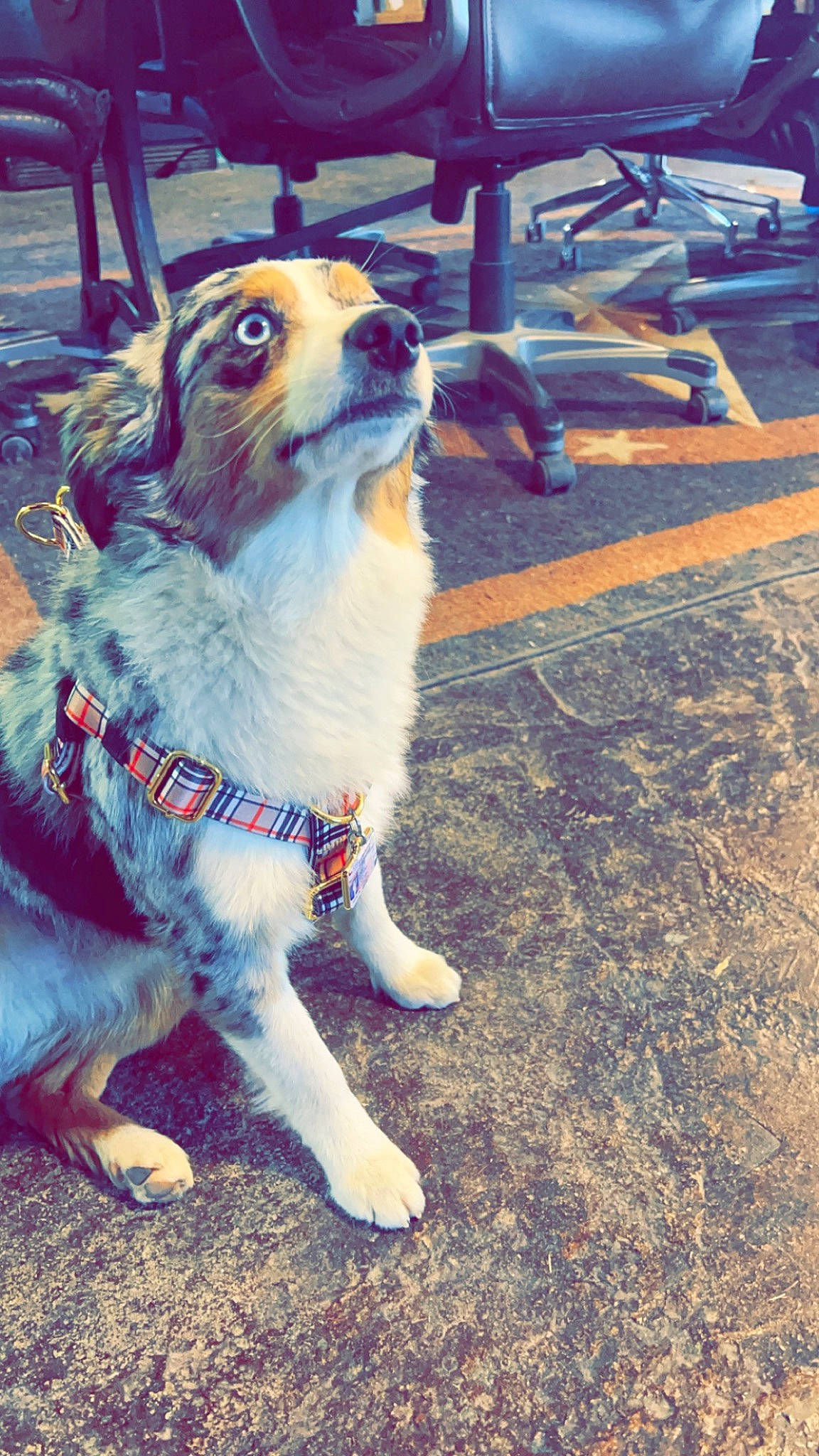 Simba joined the competition — help win amazing prizes! canidae, carnivore, collar, companion_dog, dog, dog_breed, dog_collar, electric_blue, eyewear, felidae, fur, grass, leash, metal, plant, road_surface, tail, toy_dog, whiskers, working_dog