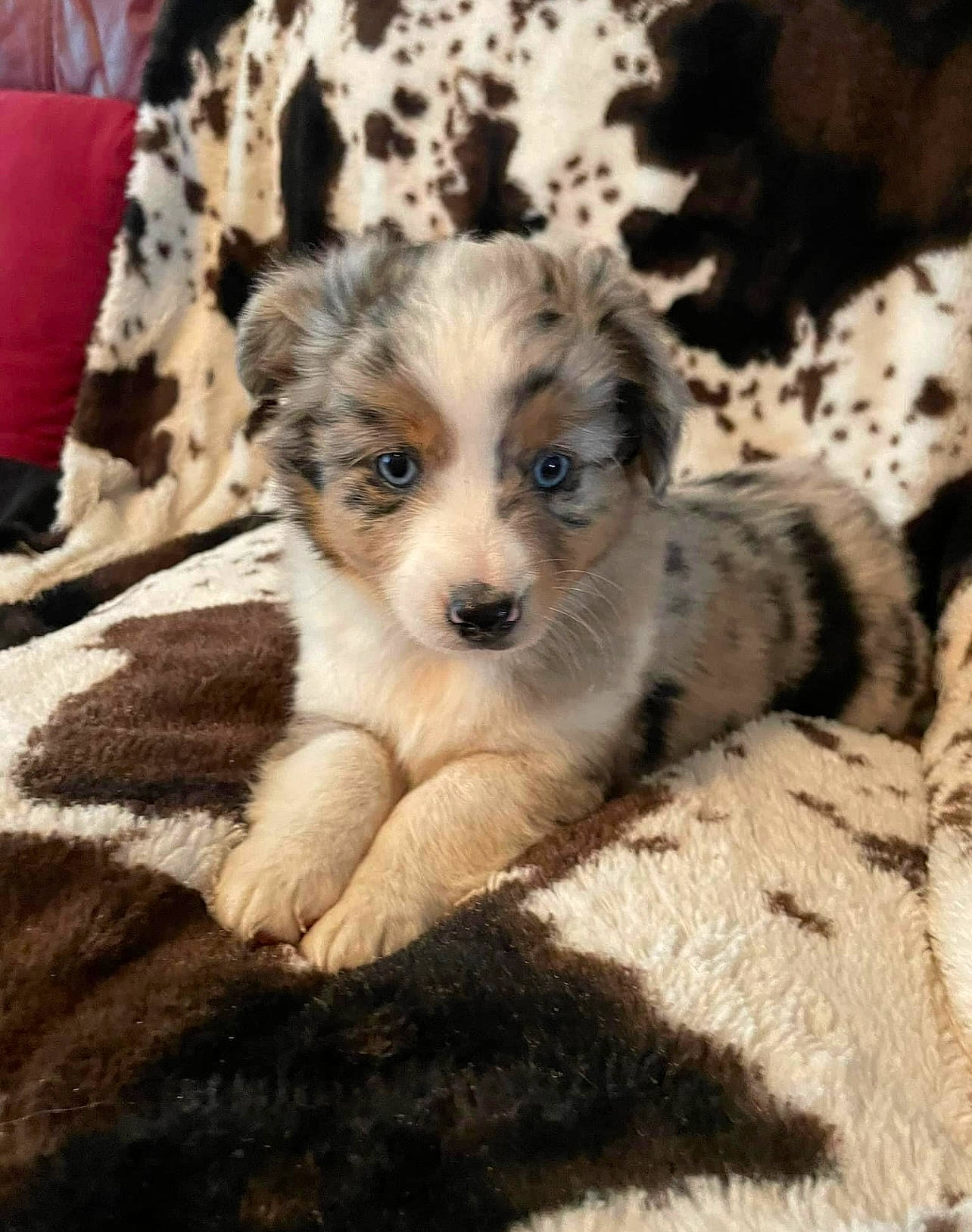 Simba is registered to the contest to win money with this photo: canidae, carnivore, chair, companion_dog, dog, dog_breed, fawn, fur, maltepoo, paw, puppy, puppy_love, small_terrier, snout, sporting_group, terrestrial_animal, terrier, toy_dog, whiskers, working_animal