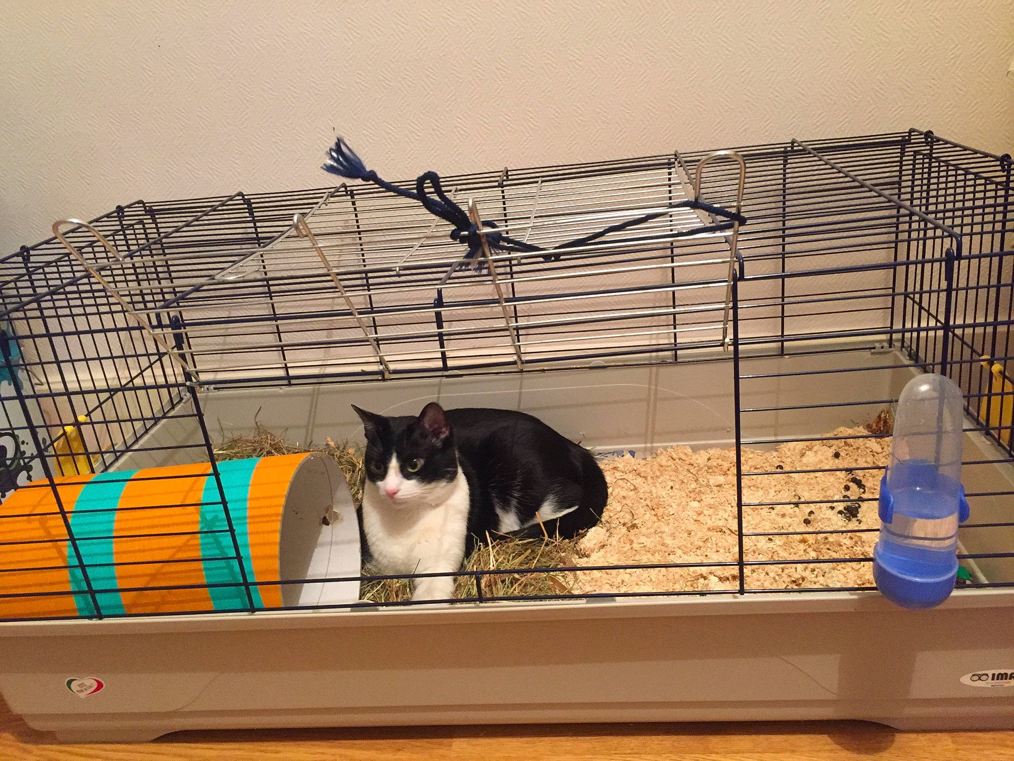 Lalou a rejoint le concours — aidez-le/la à gagner de superbes lots ! animal_shelter, box, cage, carnivore, cat, cat_supply, felidae, illustration, line, mammal, pet_supply, rectangle, roof, room, small_to_medium_sized_cats, tail, vertebrate, whiskers, window, wood