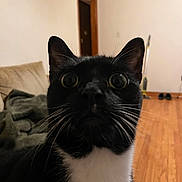 Sylvester is registered to the contest to win money with this photo: cat, tuxedo_cat, whiskers, wide_eyes, black_and_white, indoor, couch, blanket, doorway, wooden_floor, flooring, home, pet, curious, close_up, animal, feline, domestic_cat, fur, portrait