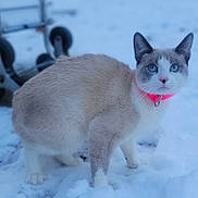 Coco is registered to the contest to win money with this photo: cat, blue_eyes, pink_collar, snow, outdoor, animal, pet, fur, winter, cold, white, gray, blue, portrait, standing, alert, wheels, metal_cart, background, nature