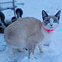 cat, blue_eyes, pink_collar, snow, outdoor, animal, pet, fur, winter, cold, white, gray, blue, portrait, standing, alert, wheels, metal_cart, background, nature