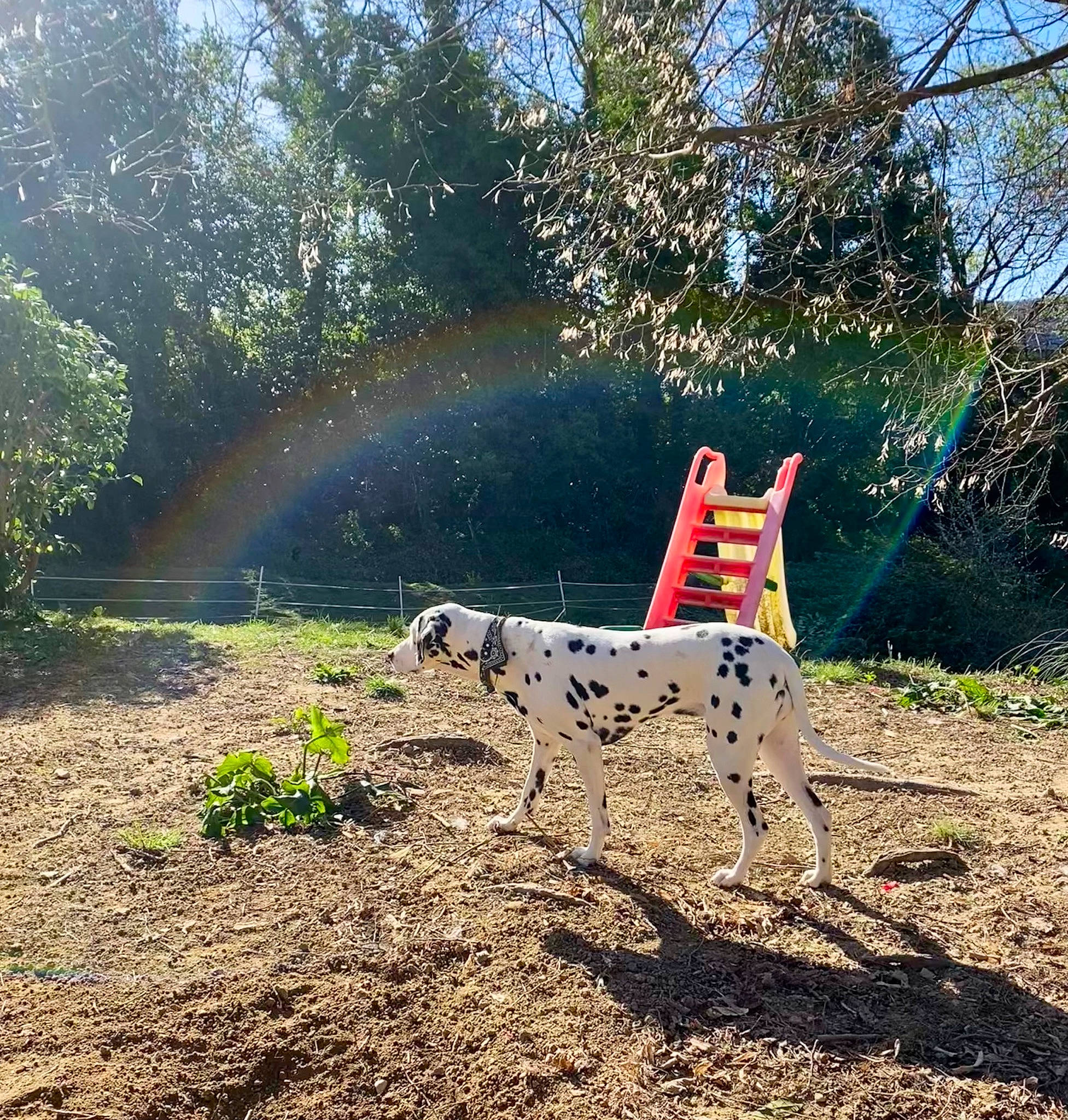 Lucky a rejoint le concours — aidez-le/la à gagner de superbes lots ! dog, ecoregion, forest, garden, grass, landscape, natural_environment, natural_landscape, people_in_nature, plant, rainbow, rural_area, shrub, sky, slope, soil, tree, wood, woodland, woody_plant