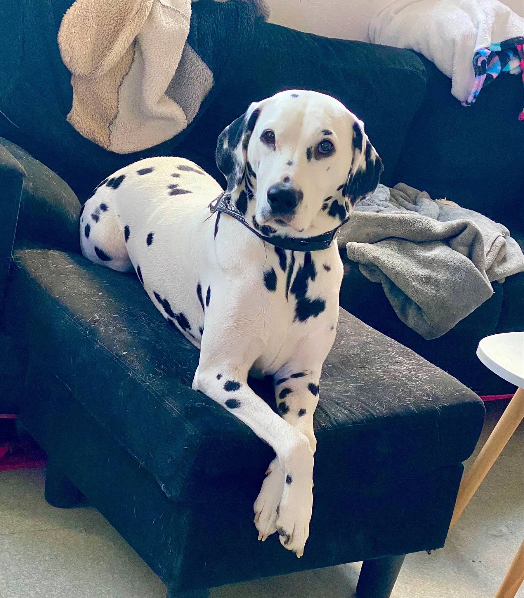 Lucky participe au concours pour gagner de l'argent avec cette photo : bored, canidae, carnivore, chair, comfort, companion_dog, couch, dalmatian, dog, dog_breed, dog_supply, electric_blue, fawn, pattern, pet_supply, rectangle, sitting, snout, sporting_group, working_animal
