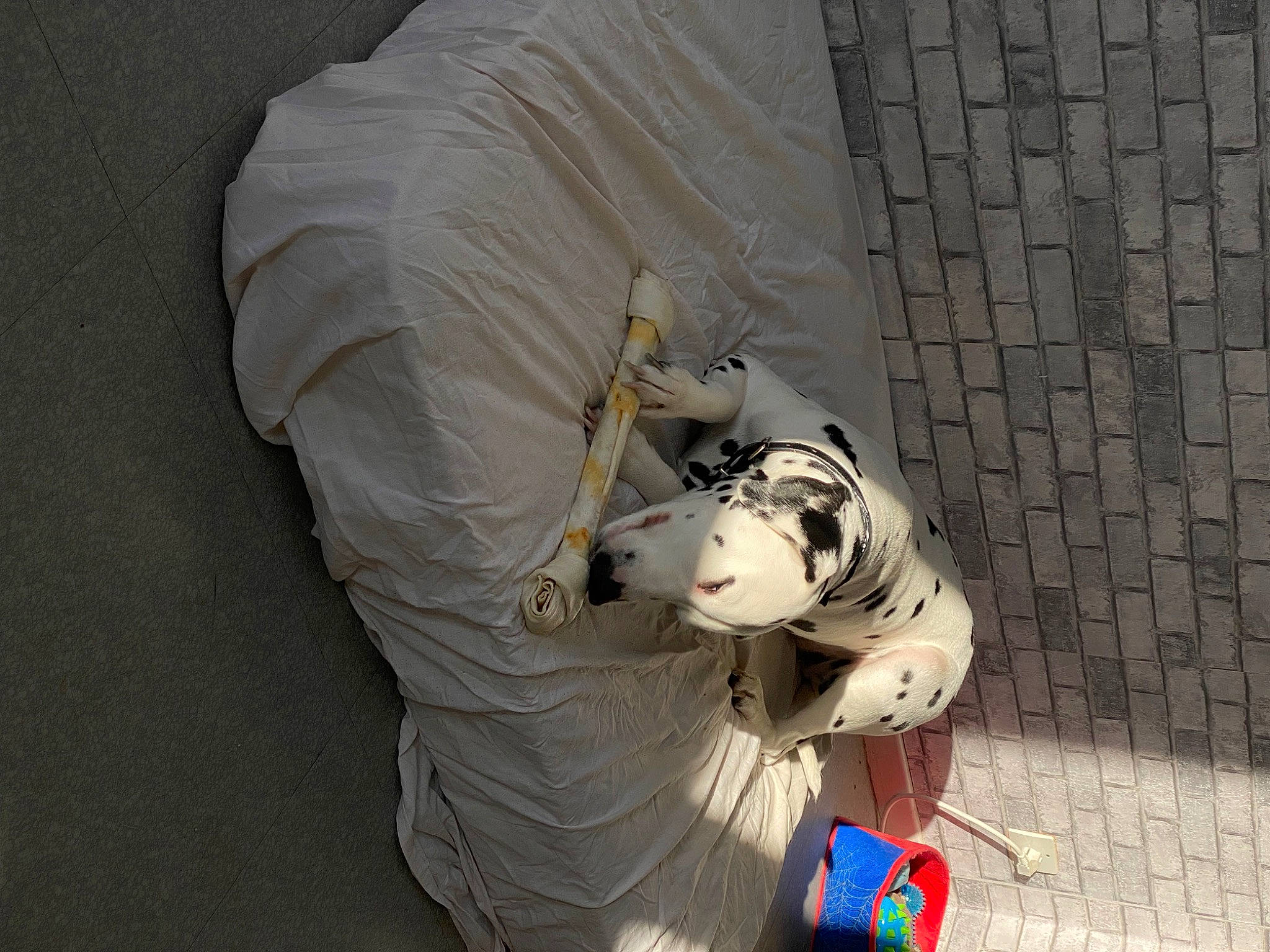 Lucky a rejoint le concours — aidez-le/la à gagner de superbes lots ! adventure, art, carmine, concrete, fictional_character, human_leg, pattern, personal_protective_equipment, recreation, sculpture, sitting, toy, tree, visual_arts