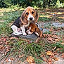 Lilo participe au concours pour gagner de l'argent avec cette photo : puppy, beagle, dog, outdoor, grass, leaves, stone, nature, sleeping, cute, animal, pet, young, friendship, brown, white, black, ears, closeup, adorable