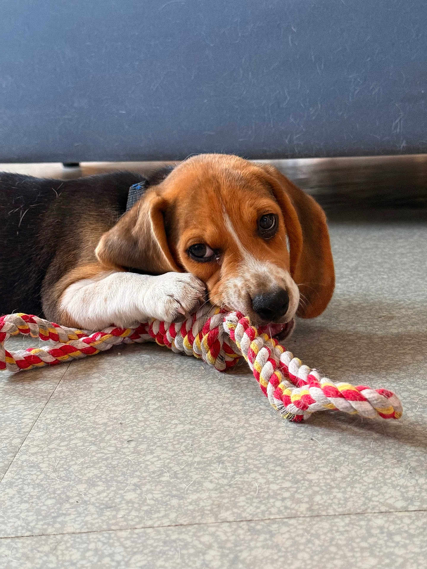 Lilo a rejoint le concours — aidez-le/la à gagner de superbes lots ! puppy, beagle, dog, rope_toy, floor, chewing, pet, animal, playful, cute, young_dog, indoor, fur, ears, paw, nose, toy, lying_down, close_up, domestic_animal