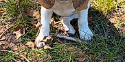 Lilo participe au concours pour gagner de l'argent avec cette photo : puppy, beagle, dog, outdoor, grass, leaves, nature, animal, pet, cute, young, ears, brown, white, snout, eyes, ground, sunlight, playful, canine