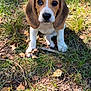 animal, beagle, brown, canine, cute, dog, ears, eyes, grass, ground, leaves, nature, outdoor, pet, playful, puppy, snout, sunlight, white, young