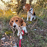 Lilo participe au concours pour gagner de l'argent avec cette photo : dog, beagle, puppy, leash, outdoor, grass, nature, sunset, sunlight, animal, pet, brown, white, black, sitting, collar, field, cute, young, canine