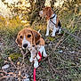 animal, beagle, black, brown, canine, collar, cute, dog, field, grass, leash, nature, outdoor, pet, puppy, sitting, sunlight, sunset, white, young