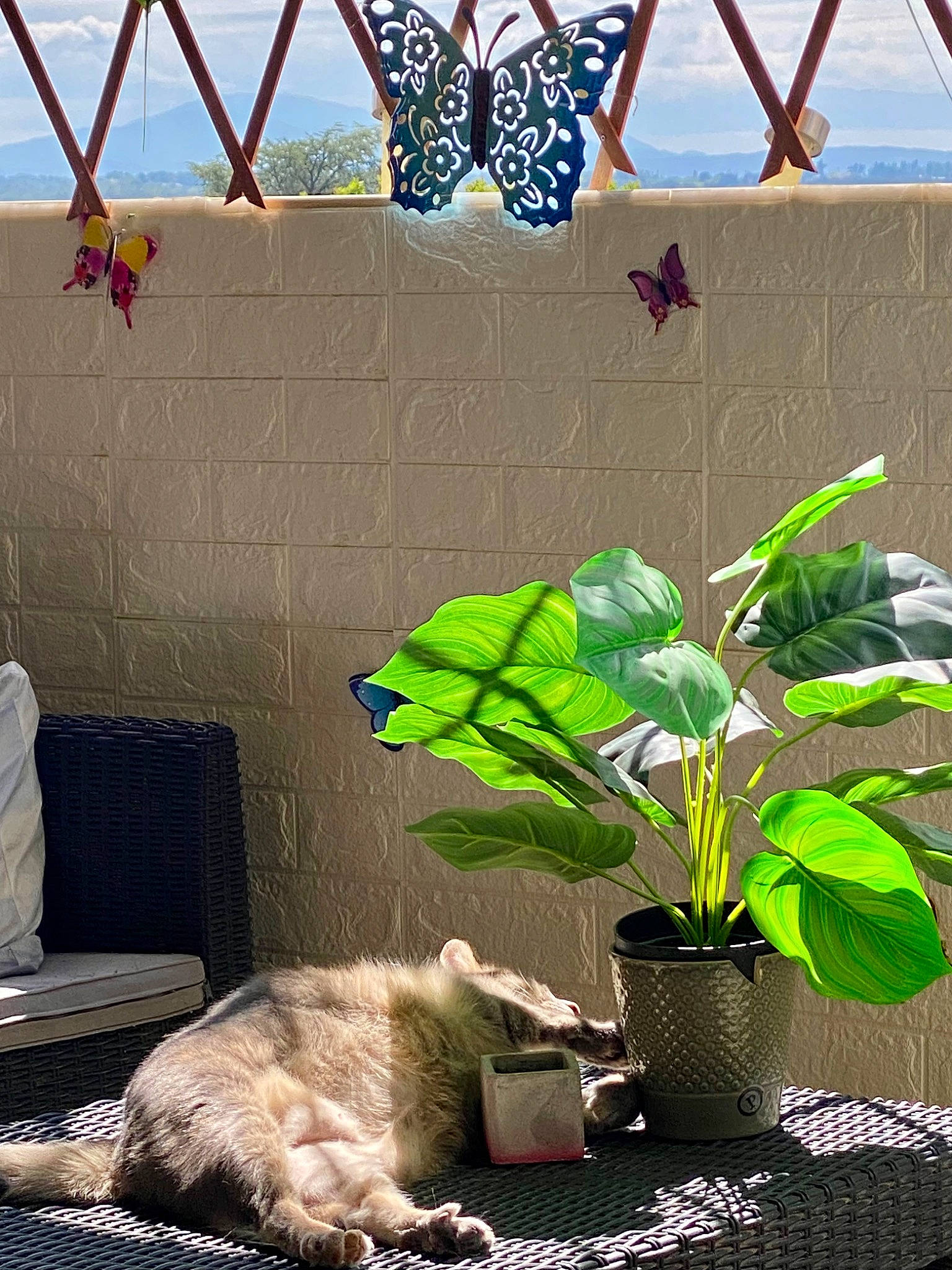 Moon a rejoint le concours — aidez-le/la à gagner de superbes lots ! arthropod, blue, butterfly, carnivore, cat, comfort, domestic_short_haired_cat, felidae, flowerpot, green, houseplant, light, lighting, plant, small_to_medium_sized_cats, tail, tints_and_shades, wall, whiskers, wood