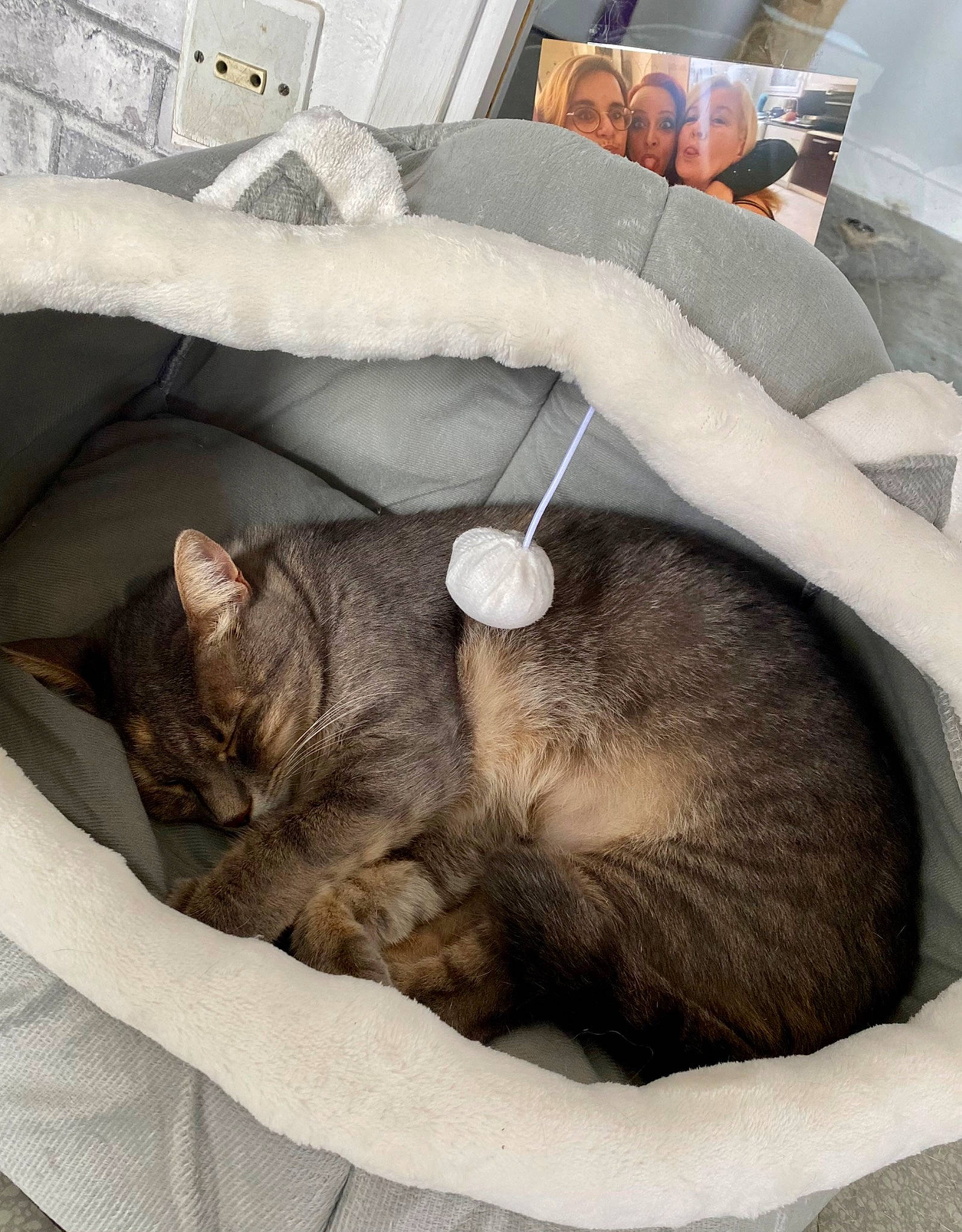 Moon participe au concours pour gagner de l'argent avec cette photo : black_cat, canidae, carnivore, cat, cat_bed, comfort, companion_dog, dog_breed, domestic_short_haired_cat, fawn, felidae, fur, linens, mammal, nap, sleep, small_to_medium_sized_cats, snout, tail, whiskers