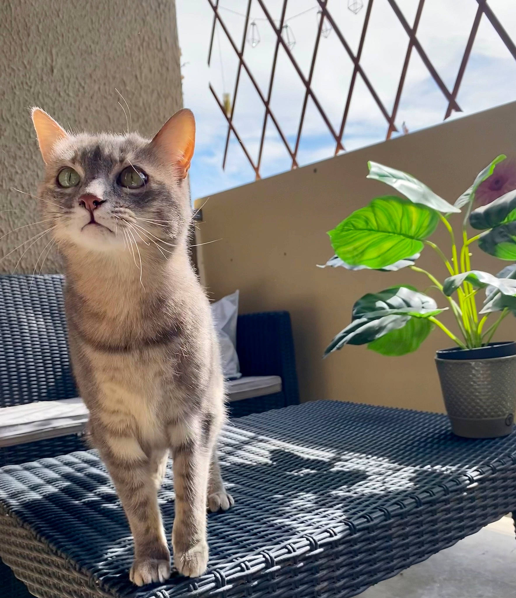 Moon a rejoint le concours — aidez-le/la à gagner de superbes lots ! carnivore, cat, cat_furniture, domestic_short_haired_cat, fawn, felidae, flooring, flowerpot, fur, herb, houseplant, paw, plant, sitting, small_to_medium_sized_cats, snout, tail, thai, whiskers, window