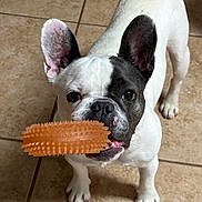 Romeo is registered to the contest to win money with this photo: dog, french_bulldog, pet, animal, toy, indoor, floor, tile, playful, chew_toy, white, black, ears, cute, companion, standing, looking_up, mouth, nose, paw