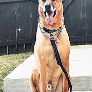 Odin is registered to the contest to win money with this photo: dog, animal, pet, canine, sitting, outdoor, leash, collar, tongue, ears, fence, steps, concrete, grass, happy, friendly, guard_dog, brown_fur, daylight, portrait