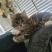 Osca joined the competition — help win amazing prizes! kitten, cat, pet, fluffy, fur, paws, couch, indoor, window_blinds, flowers, decor, animal, young, cute, relaxed, domestic, mammal, whiskers, small, resting