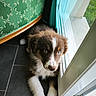 puppy, dog, brown_and_white, fluffy, portrait, indoors, window, chair, tile_floor, blue_eyes, white_blaze, paws, sitting, looking_up, pet, daylight, fur, cute, home, close_up