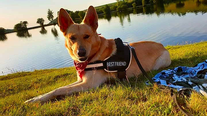 Frakass participe au concours pour gagner de l'argent avec cette photo : body_of_water, carnivore, collar, companion_dog, dog, dog_breed, dog_collar, fawn, fun, grass, happy, herding_dog, lake, landscape, plant, reservoir, sky, sporting_group, tail, water