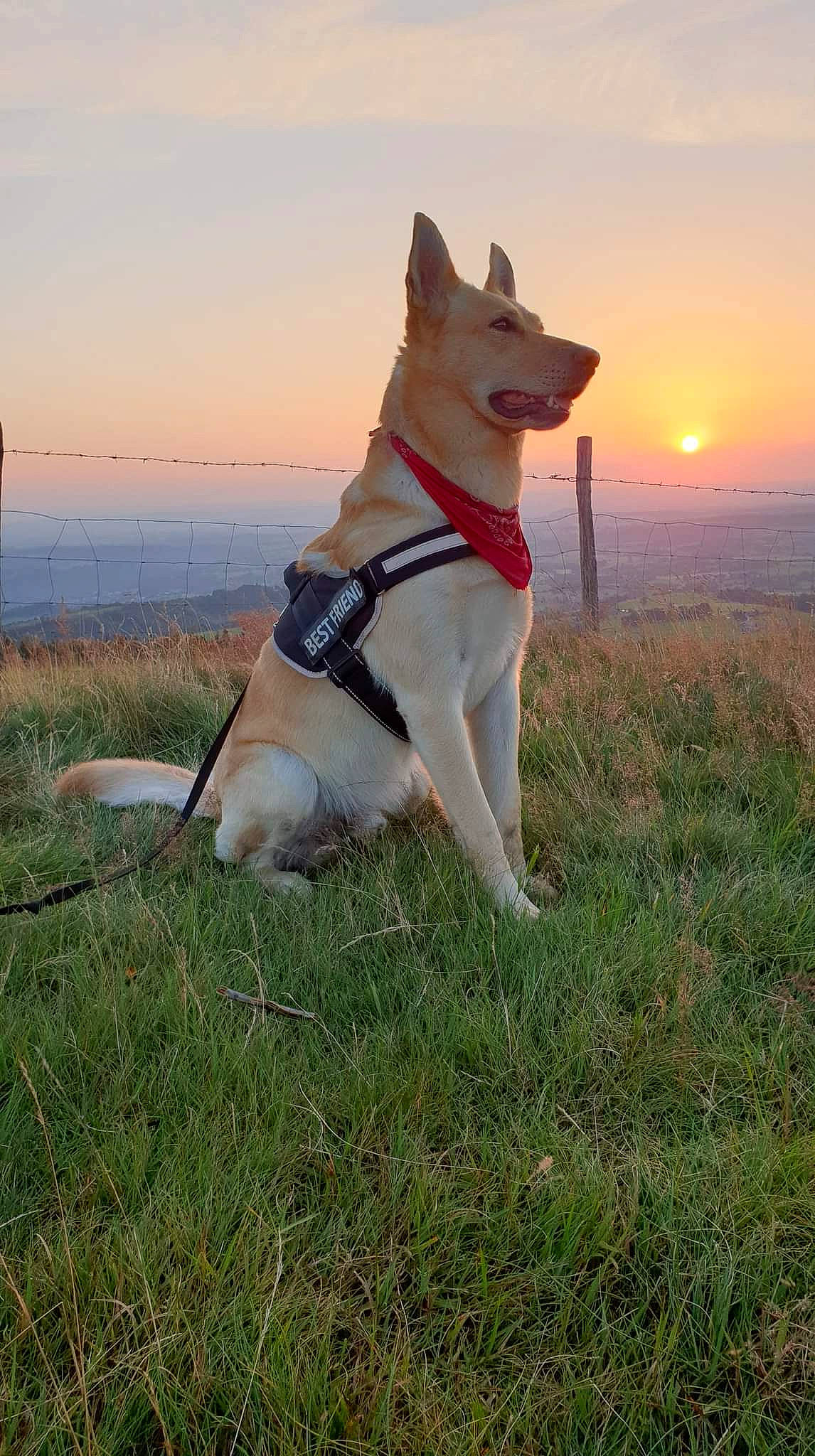 Frakass participe au concours pour gagner de l'argent avec cette photo : carnivore, cloud, collar, companion_dog, dog, dog_breed, dog_collar, dog_supply, fawn, grass, leash, light, plant, sky, sporting_group, sunrise, tail, vertebrate, water, working_animal