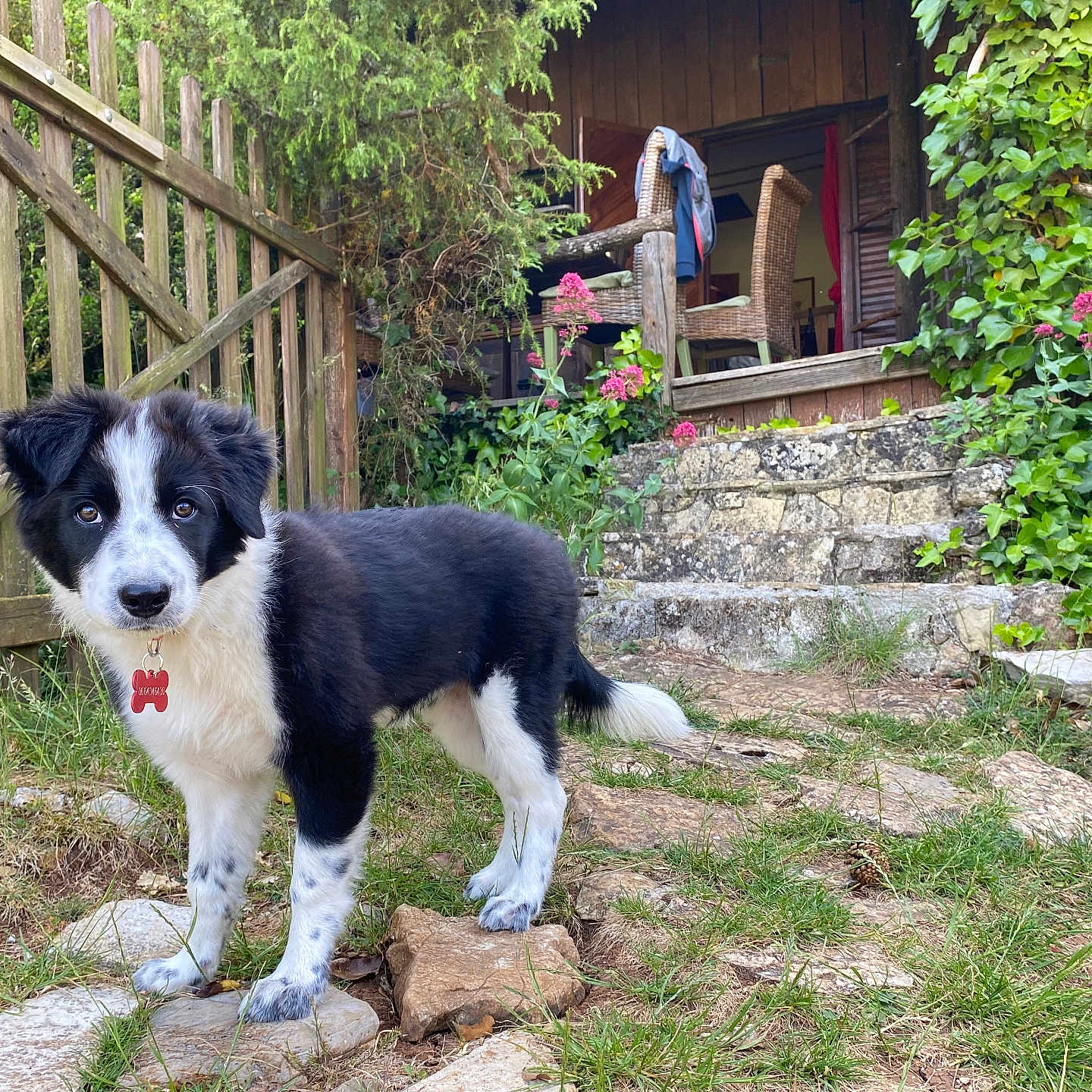 Tokyo participe au concours pour gagner de l'argent avec cette photo : animal, black_and_white, collar, curious, dog, flowers, grass, greenery, home, nature, outdoor, pet, plants, porch, puppy, stone_path, wicker_chair, wooden_fence, yard, young_dog