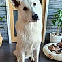 dog, white_dog, pet, indoor, floor, tile_floor, dog_bed, blanket, paw_print, door, wooden_door, plant, potted_plant, brick_wall, curious, sitting, ears, fur, head_tilt, home