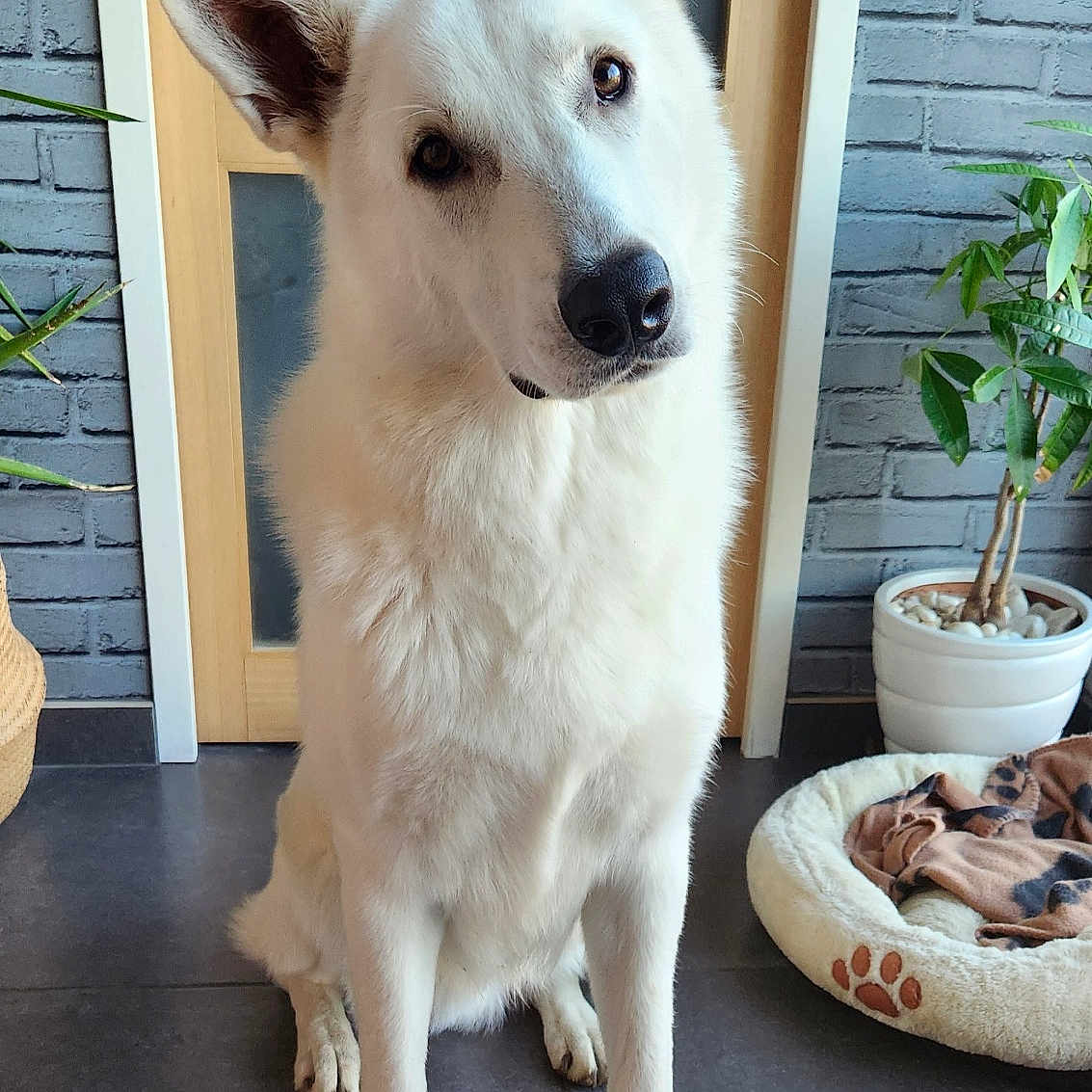 Vasco participe au concours pour gagner de l'argent avec cette photo : blanket, brick_wall, curious, dog, dog_bed, door, ears, floor, fur, head_tilt, home, indoor, paw_print, pet, plant, potted_plant, sitting, tile_floor, white_dog, wooden_door