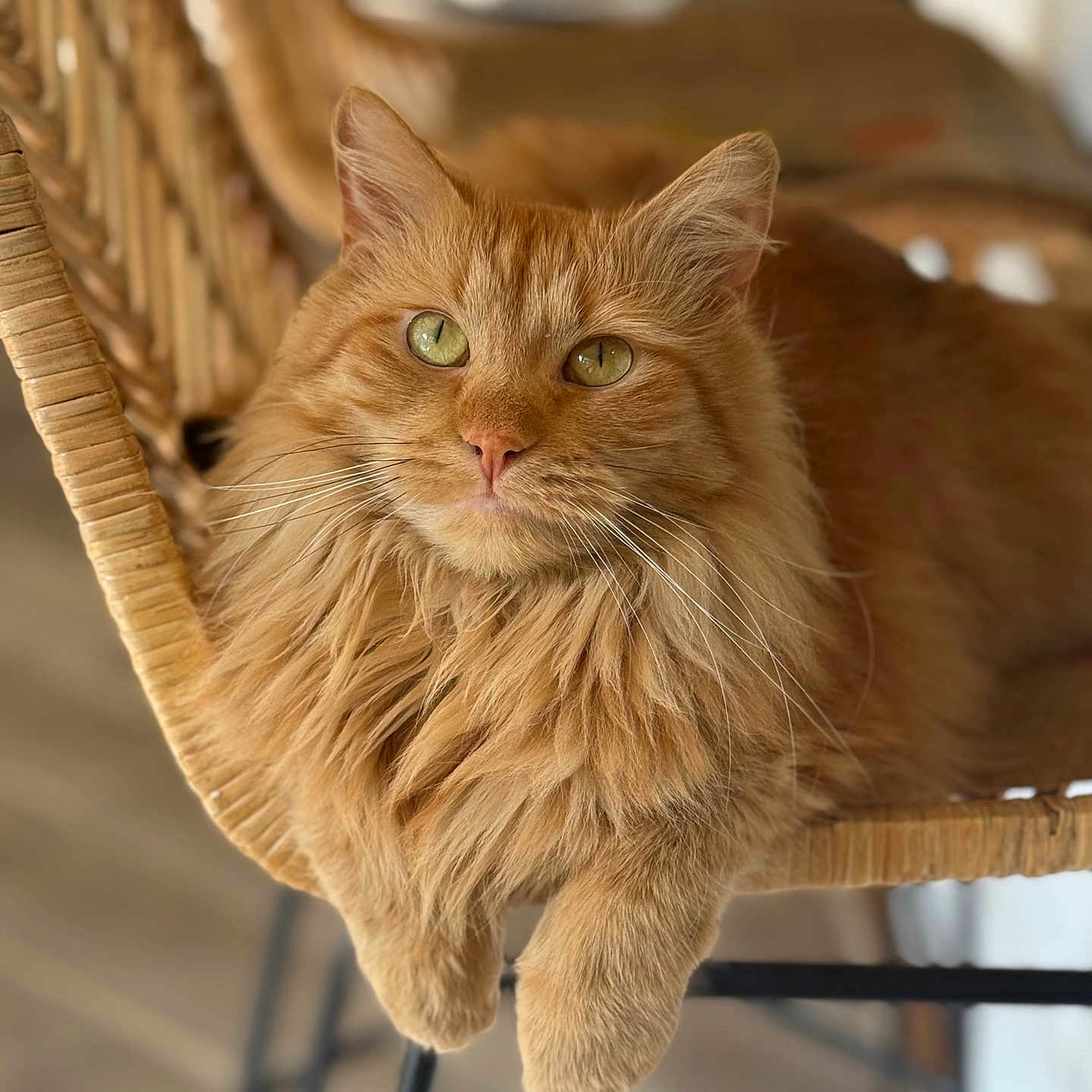 Clementine joined the competition — help win amazing prizes! cat, orange_cat, fluffy, pet, animal, feline, chair, woven_chair, indoor, relaxed, close_up, portrait, whiskers, green_eyes, fur, domestic_cat, resting, cozy, sunlight, home