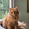 Clementine is registered to the contest to win money with this photo: cat, orange_cat, fluffy, long_hair, pet, indoor, window, blanket, cozy, feline, animal, domestic_cat, relaxed, sitting, portrait, soft_light, whiskers, tail, ears, fur