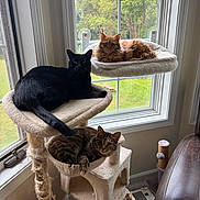 Clementine joined the competition — help win amazing prizes! cat, cats, cat_tree, window, indoor, orange_cat, black_cat, tabby_cat, pet, animal, feline, sunlight, greenery, home, relaxing, perch, hammock, furniture, cozy, living_room