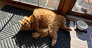 Clementine joined the competition — help win amazing prizes! cat, ginger_cat, fluffy, rug, sunlight, glass_door, water_bowl, wood_floor, doormat, indoor, pet, relaxed, home, curious, shadow, cozy, feline, looking, animal, resting