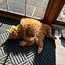 cat, ginger_cat, fluffy, rug, sunlight, glass_door, water_bowl, wood_floor, doormat, indoor, pet, relaxed, home, curious, shadow, cozy, feline, looking, animal, resting