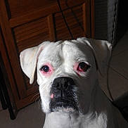 Lillie joined the competition — help win amazing prizes! black_nose, boxer, cable, close_up, dog, domestic, ears, floor_rug, furniture, indoor, pet, pink_eyes, portrait, sitting, stare, tiled_floor, whiskers, white_dog, wicker_basket, wooden_cabinet