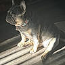 dog, french_bulldog, pet, canine, sitting, collar, indoor, sunlight, sunbeam, shadows, wood_floor, floor, home, room, portrait, short_coat, dark_coat, upright_ears, serious_expression, fan