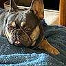 dog, french_bulldog, pet, canine, animal, portrait, close_up, lying_down, resting, tongue_out, ears, wrinkled_face, grumpy, funny, blanket, blue_blanket, indoor, wooden_furniture, cozy, home