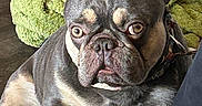 King Peanut joined the competition — help win amazing prizes! dog, french_bulldog, pet, animal, bat_ears, wrinkled_face, short_snout, brown_coat, black_coat, sitting, indoors, portrait, close_up, funny_expression, wide_eyes, collar, blanket, furniture, couch, photography