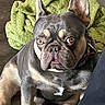 dog, french_bulldog, pet, animal, bat_ears, wrinkled_face, short_snout, brown_coat, black_coat, sitting, indoors, portrait, close_up, funny_expression, wide_eyes, collar, blanket, furniture, couch, photography
