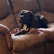 Moose joined the competition — help win amazing prizes! dog, black_dog, couch, indoor, pet, animal, rope_toy, relaxed, seated, brown_couch, furniture, domestic, companion, canine, resting, cozy, living_room, household, paw, fur