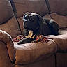dog, black_dog, couch, indoor, pet, animal, rope_toy, relaxed, seated, brown_couch, furniture, domestic, companion, canine, resting, cozy, living_room, household, paw, fur