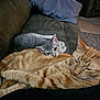 cat, orange_tabby, gray_cat, couch, pillow, indoor, pet, animal, sleepy, snuggling, fur, whiskers, relaxing, domestic, companionship, cozy, home, resting, close_up, friendship