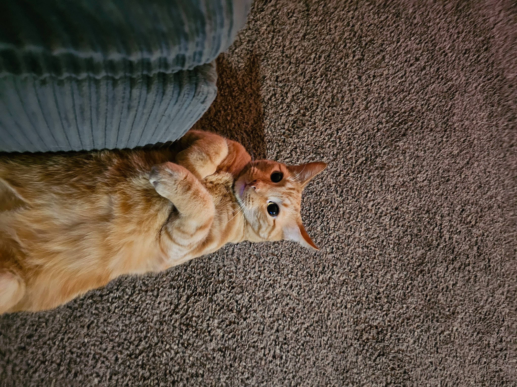 Milo is registered to the contest to win money with this photo: asphalt, canidae, carnivore, claw, comfort, companion_dog, dog, dog_breed, domestic_short_haired_cat, fawn, felidae, fur, paw, small_to_medium_sized_cats, snout, sporting_group, tail, terrestrial_animal, whiskers, wood